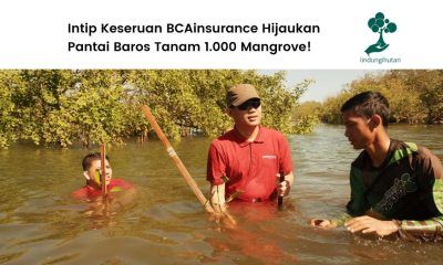 BCAinsurance menanam mangrove