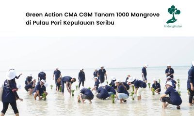 CMA CGM Tanam 1000 Mangrove di Pulau Pari
