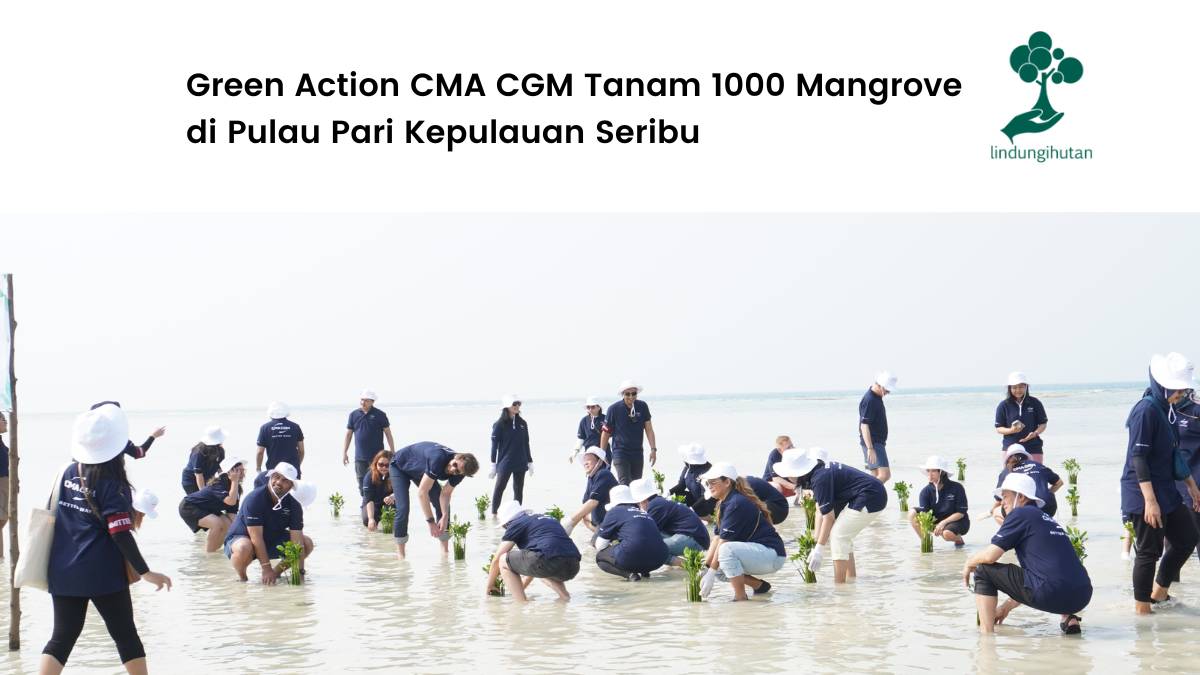 CMA CGM Tanam 1000 Mangrove di Pulau Pari