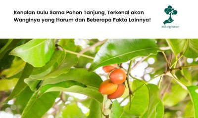 Pohon tanjung