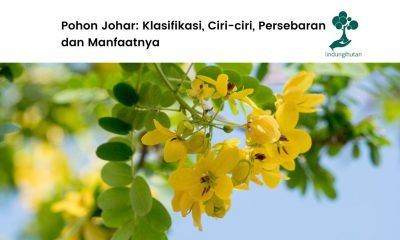 Mengenal Ciri Pohon Johar