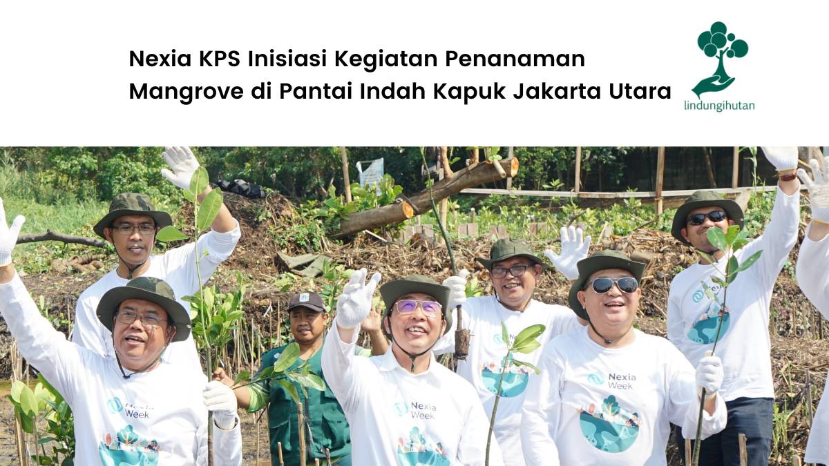 Nexia KPS Inisiasi Kegiatan Penanaman Mangrove di Pantai Indah Kapuk Jakarta Utara