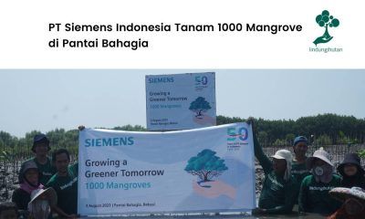 PT Siemens Indonesia Tanam 1000 Mangrove di Pantai Bahagia