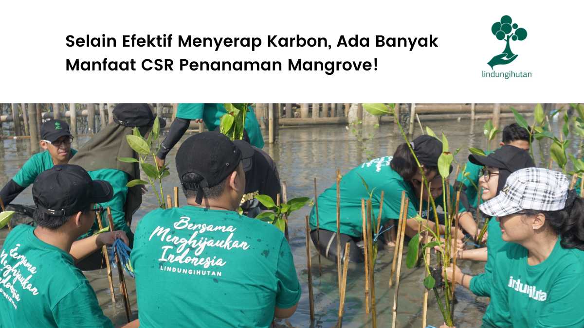 Penanaman mangrove