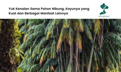 Gambar pohon nibung