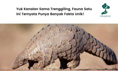 Gambar trenggiling