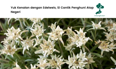 Bunga edelweis