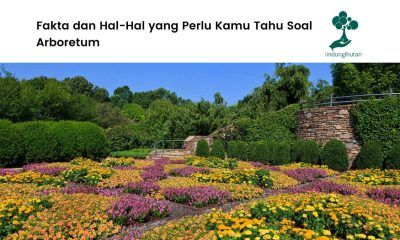 Gambar arboretum