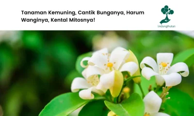 Gambar-bunga-kemuning