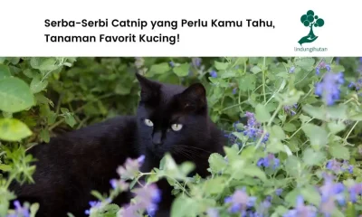 Gambar-catnip