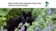 Gambar-catnip
