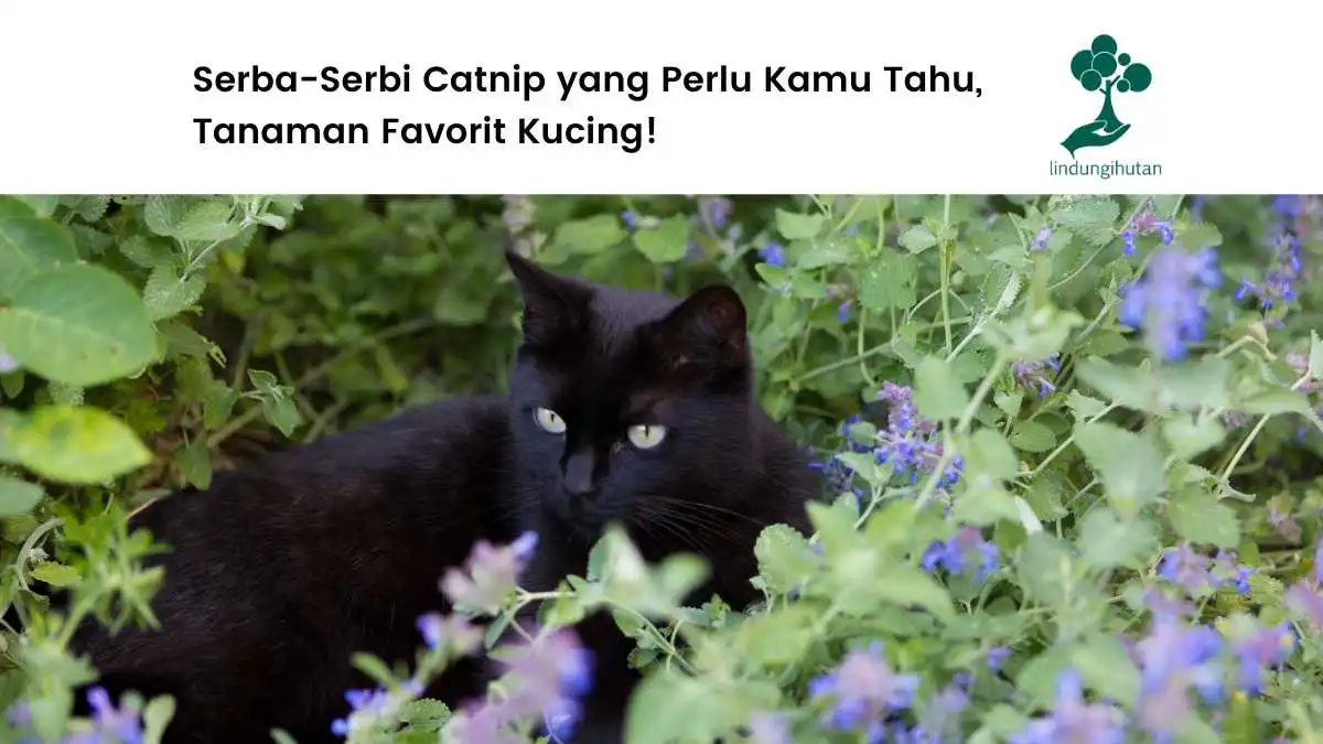 Gambar-catnip