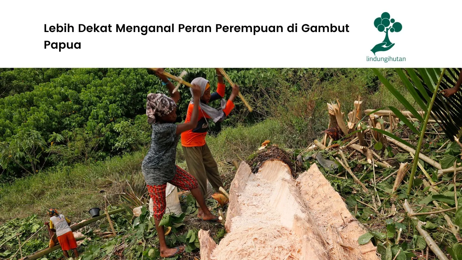 Gambar-pembuatan-tepung-sagu