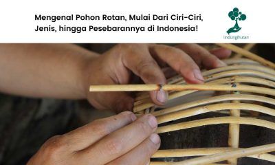 Gambar rotan