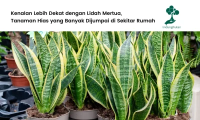 Gambar tanaman hias lidah mertua