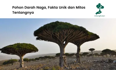 Pohon-Darah-Naga