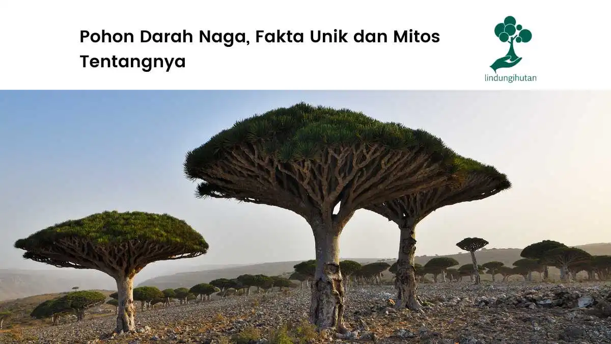 Pohon-Darah-Naga