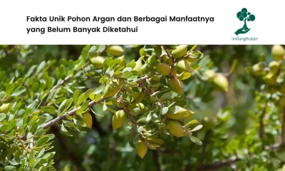 Pohon argan