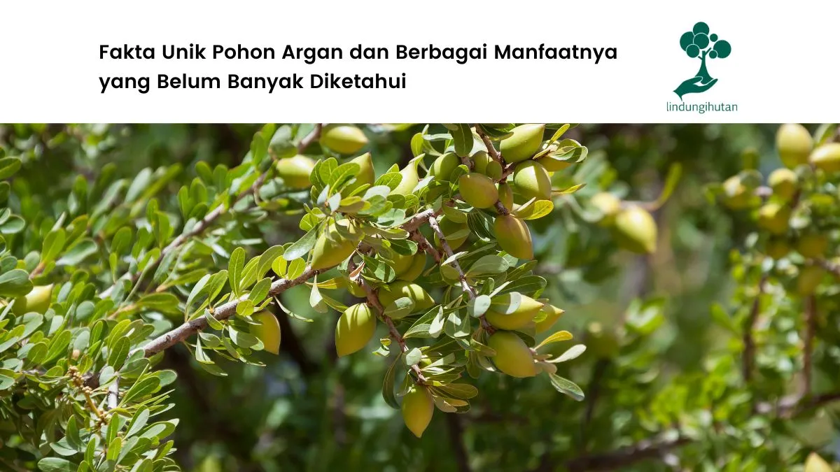 Pohon argan