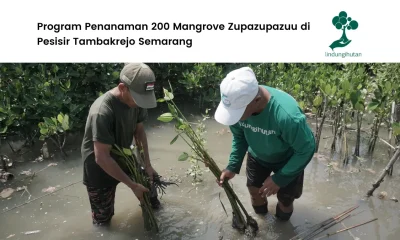 Program penanaman mangrove Zupazupazuu