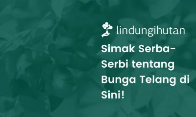 Bunga telang adalah