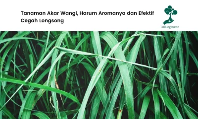 Gambar akar wangi