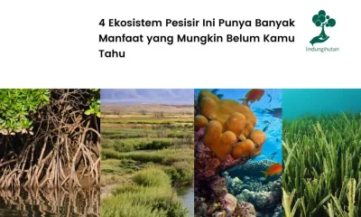 4 Ekosistem pesisir