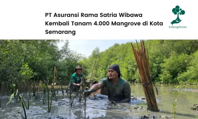Asuransi Rama tanam mangrove