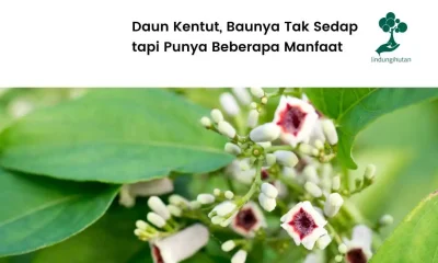 Gambar-daun-kentut