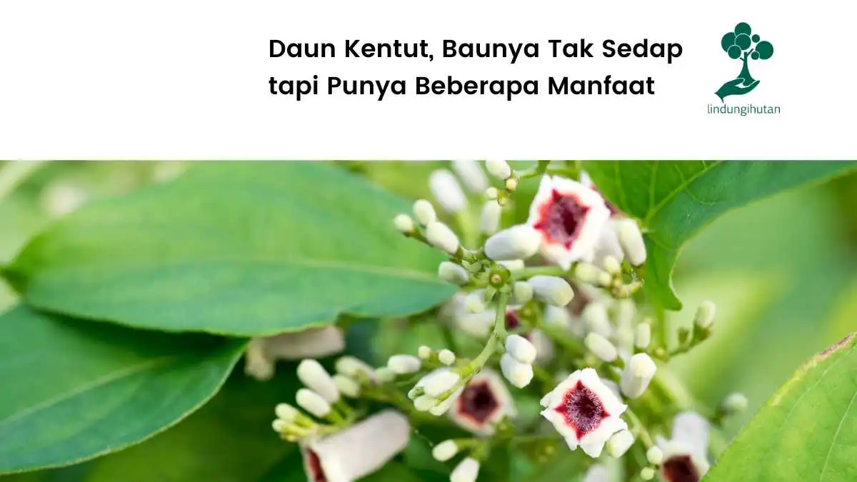 Gambar-daun-kentut