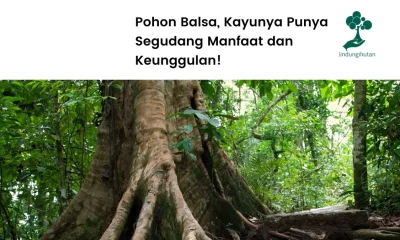 Pohon Balsa