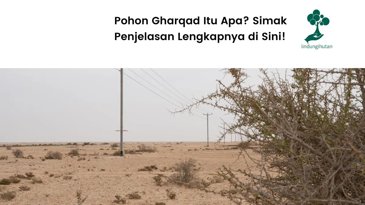 pohon gharqad adalah