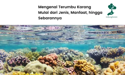 terumbu karang