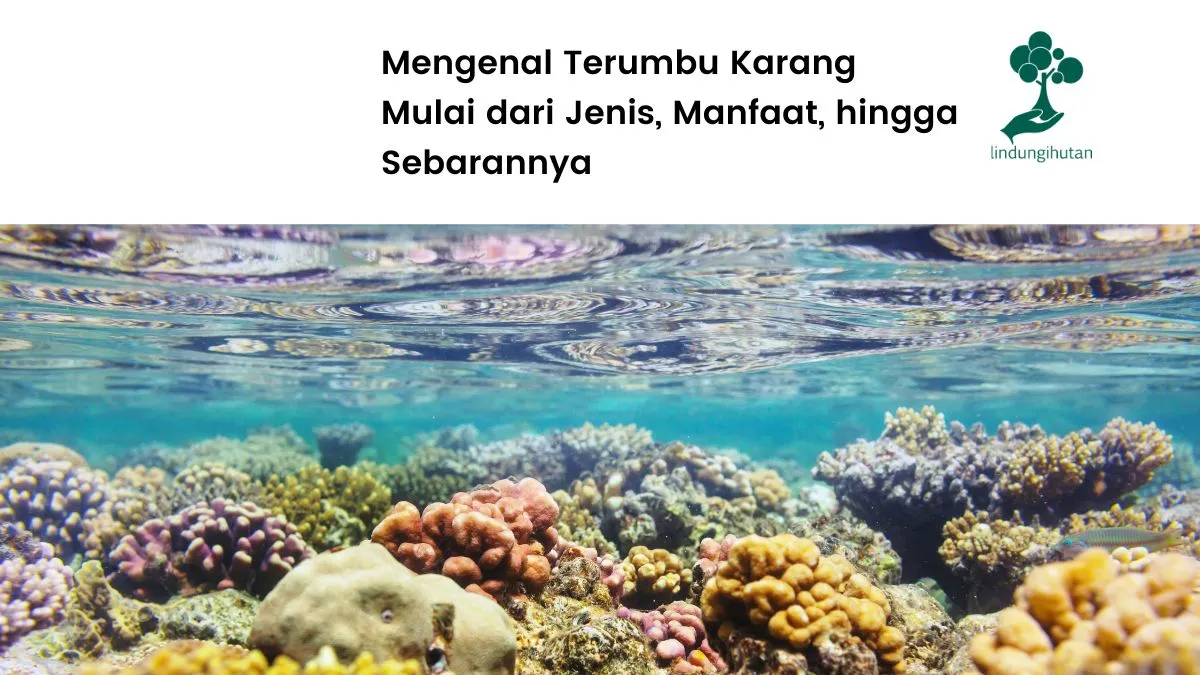 terumbu karang