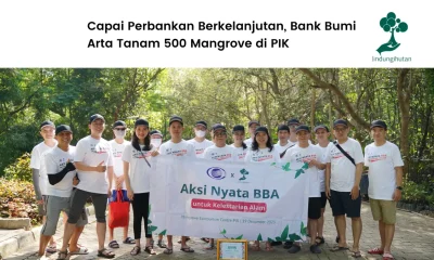 bank bumi arta tanam mangrove di PIK
