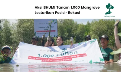 Bhumi tanam mangrove di Bekasi