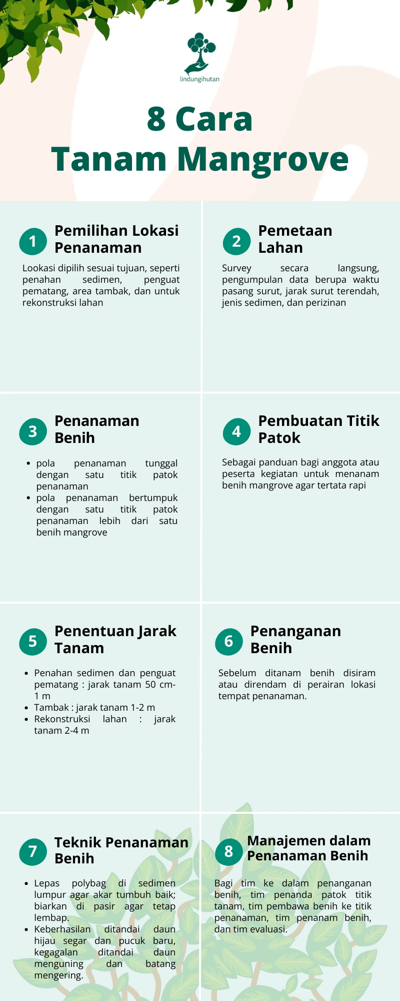 cara menanam mangrove infografis