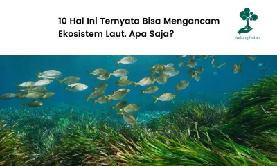 Gambar ekosistem laut