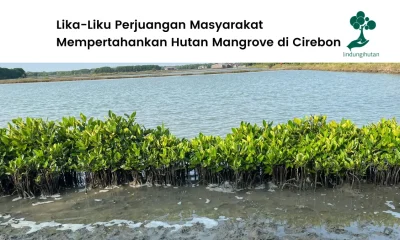Ekowisata Mangrove Caplok Barong