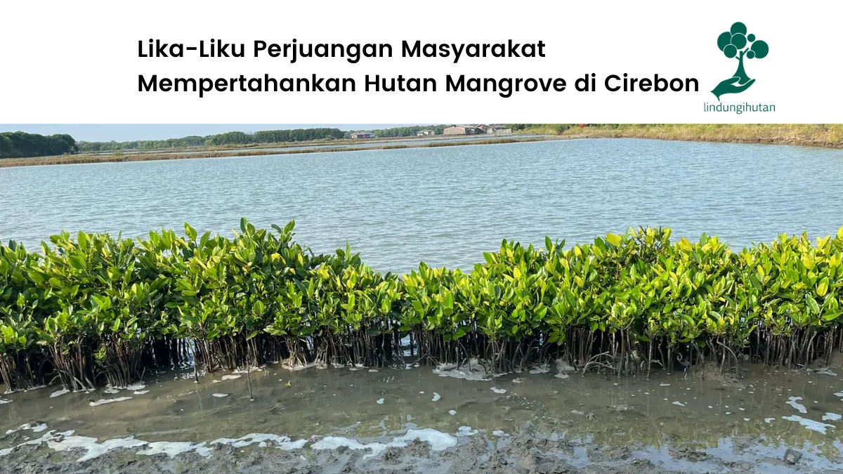 Ekowisata Mangrove Caplok Barong