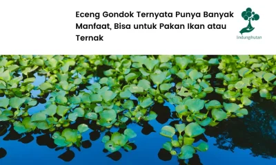 Manfaat eceng gondok