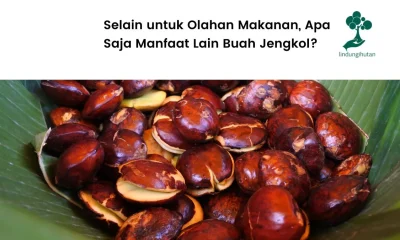 Pohon Jengkol