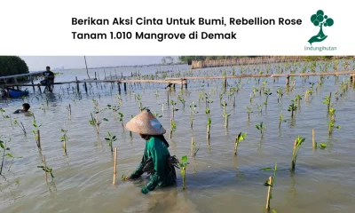 Rebellion Rose tanam mangrove di Demak