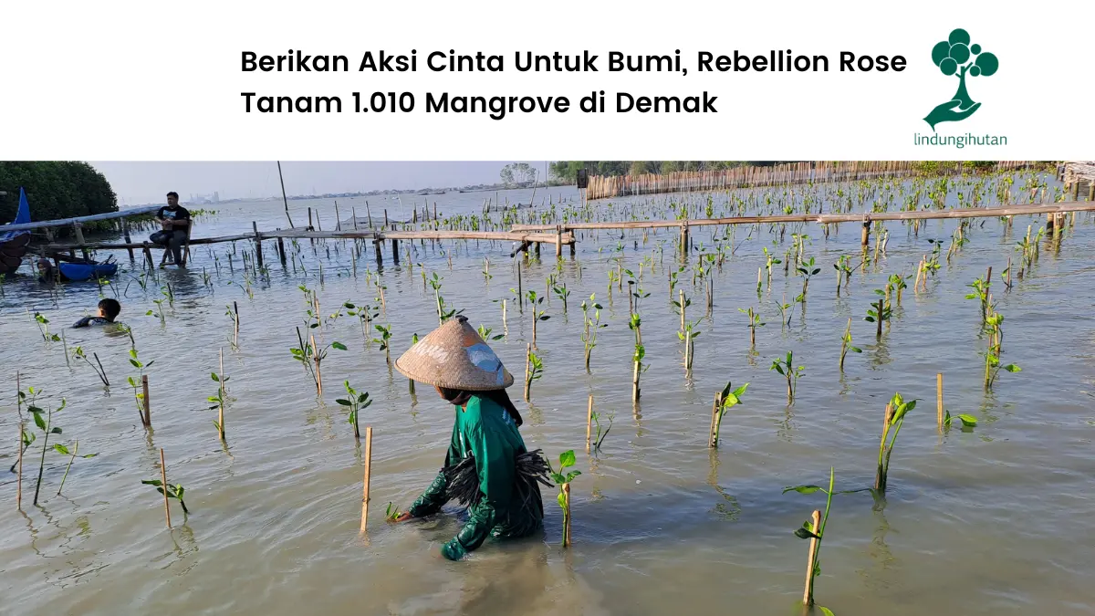 Rebellion Rose tanam mangrove di Demak