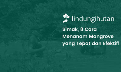 8 cara menanam mangrove