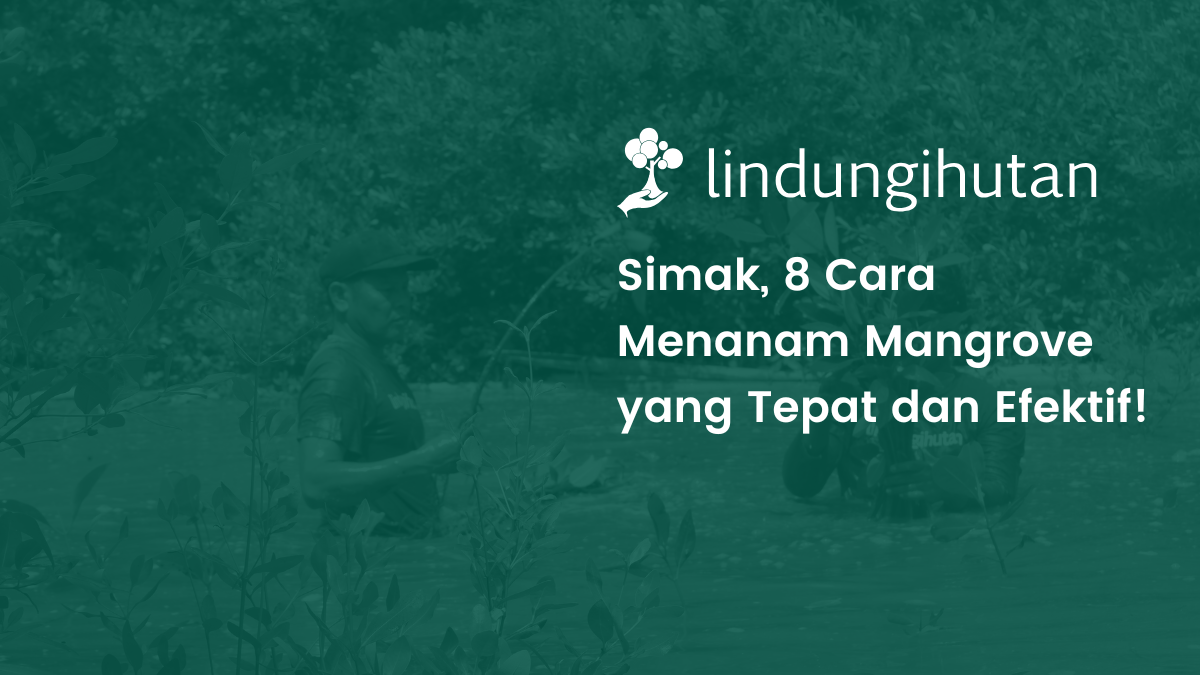 8 cara menanam mangrove