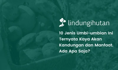 apa saja manfaat umbi-umbian