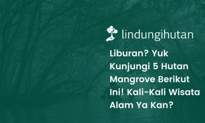 wisata mangrove di indonesia