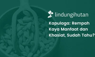 tanaman kapulaga adalah