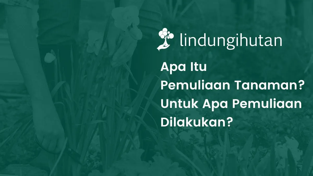 pemuliaan tanaman